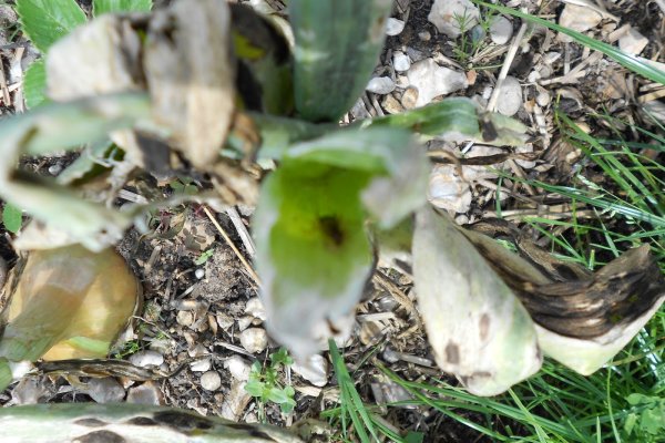 Тор браузер кракен