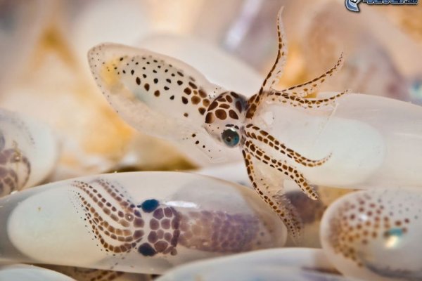 Kraken актуальное