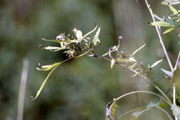 Ссылки на сайты даркнета