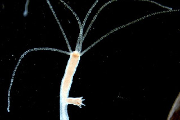 Кракен вход krakens13 at