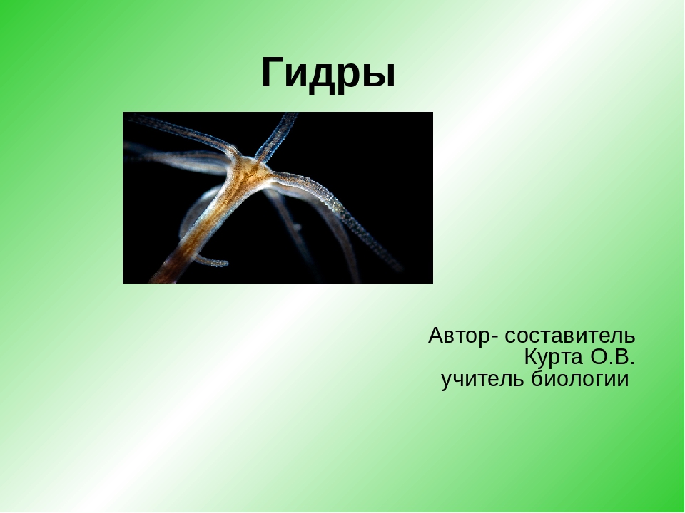 Ссылка кракен сегодня